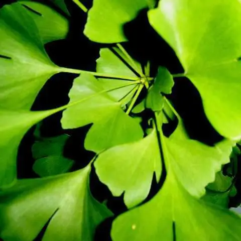 
gingko biloba supplement gingko leaf extract 