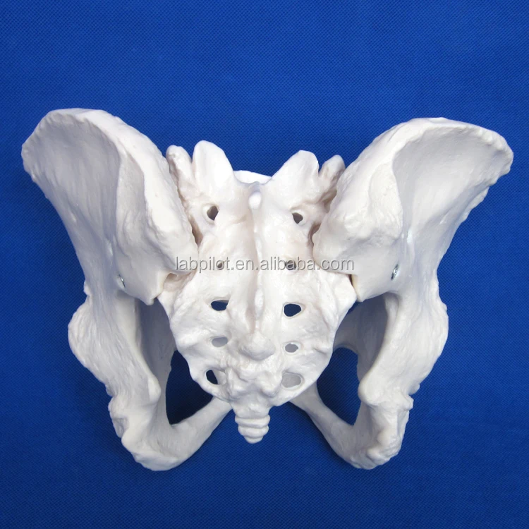 HOT Adult Female Pelvis Model, Human Teaching Anatomy Model Bone Pelvic Floor 3D Medical Simulation Phantom