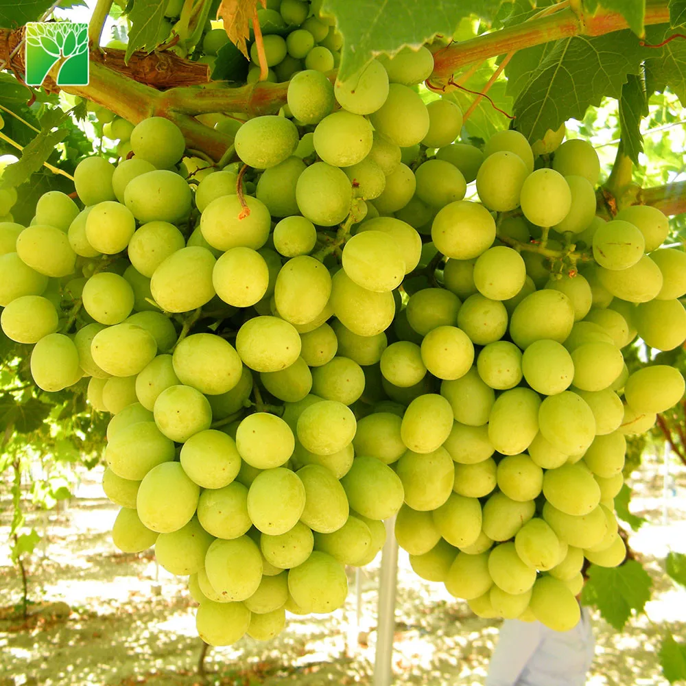 
Cheap wholesale fruit sapling tree Cotton Candy Vitis vinifera 