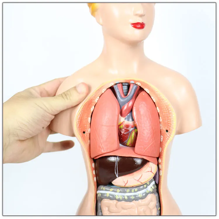 45CM Human female torso models   Human female torso model 14 internal anatomy models