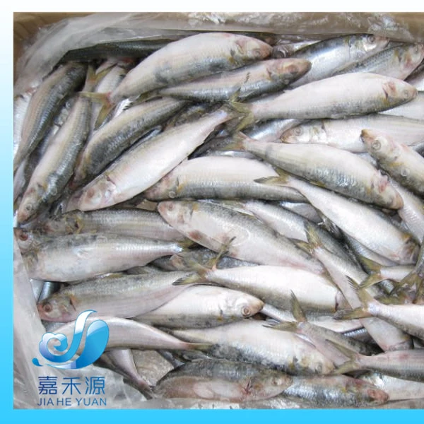 Nutritious Seafood Frozen QS Sardine Fish and best price sardine
