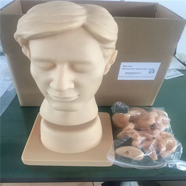 ADA-LV16 human life-size silicon ear model
