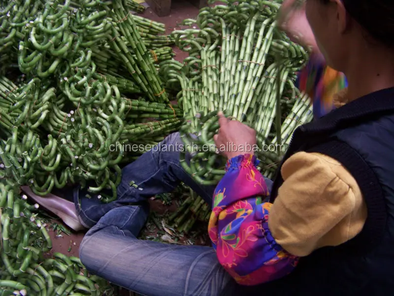 
Spiral Lucky Bamboo, Dracaena Sanderiana 