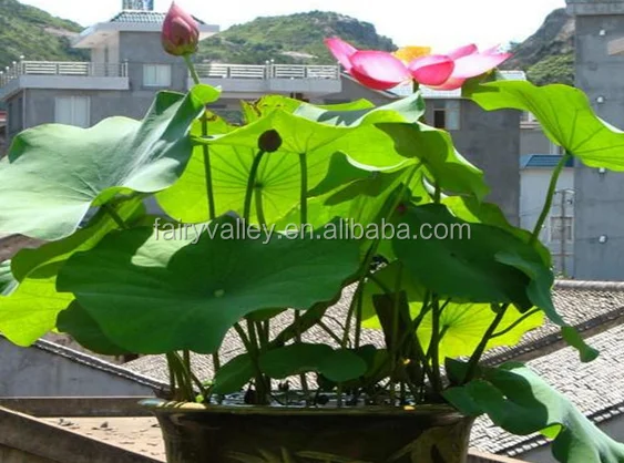 Высококачественные семена цветов лотоса, семена водяной лилии для выращивания и продажи