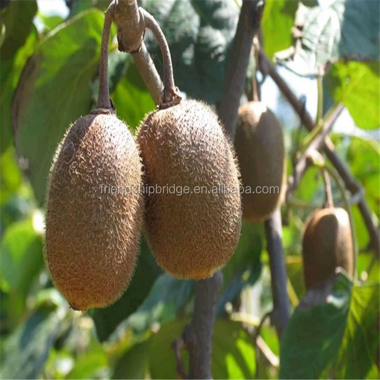 kiwi fruit seedling