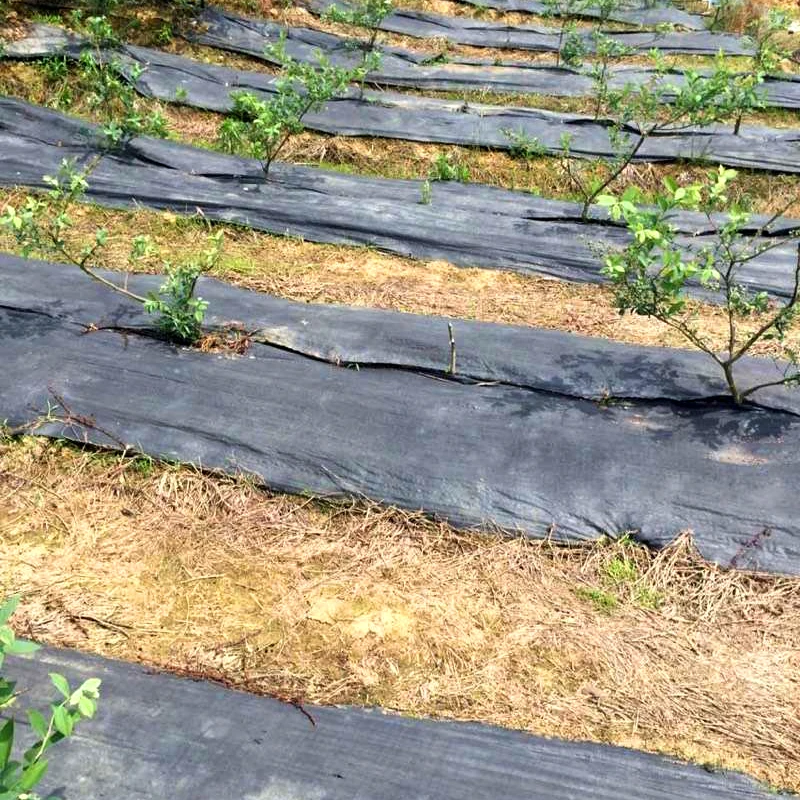 
Ground cover 100% pp hdpe woven fabric black agricultural laying mulch for Strawberry 