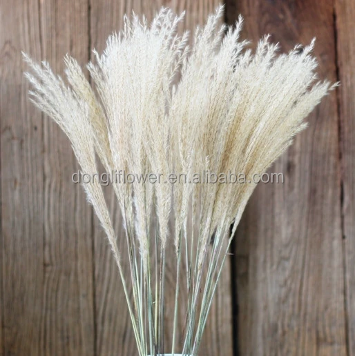 Natural dried small reed plumes pampas grass