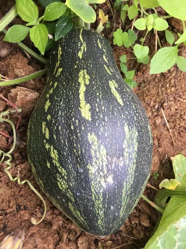 
Fresh organic The taste of tato Fresh-cut Pumpkin 