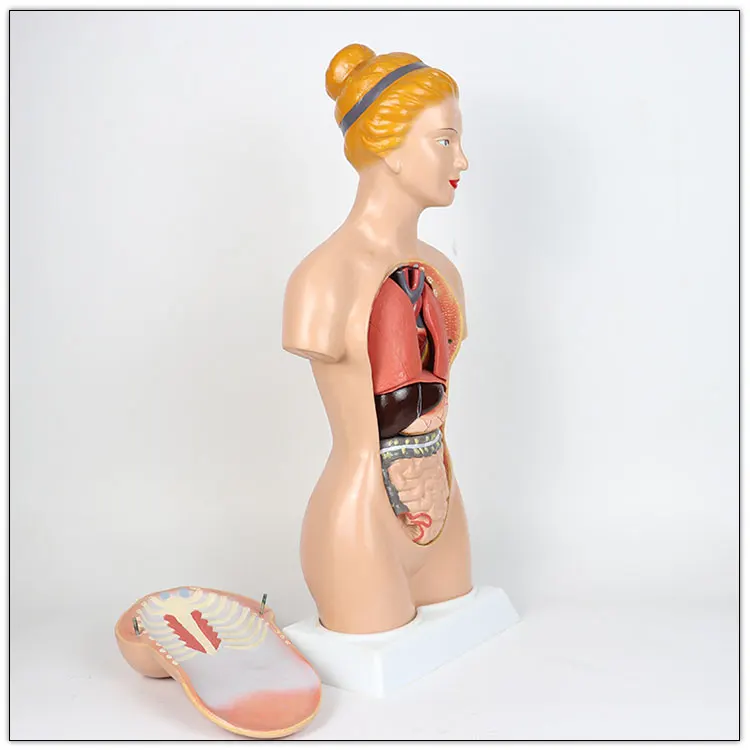 45CM Human female torso models   Human female torso model 14 internal anatomy models