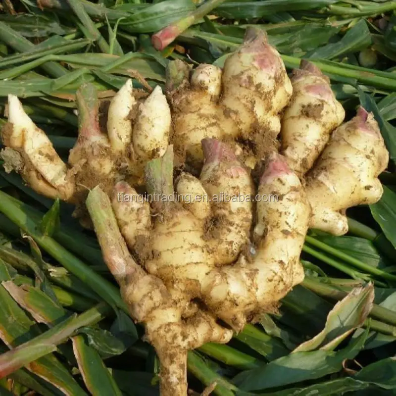 Anqiu ginger/Anqiu fresh Ginger/Anqiu Ginger Price