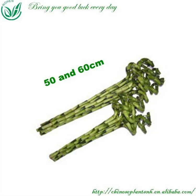 
Curl Spiral Lucky Bamboo 