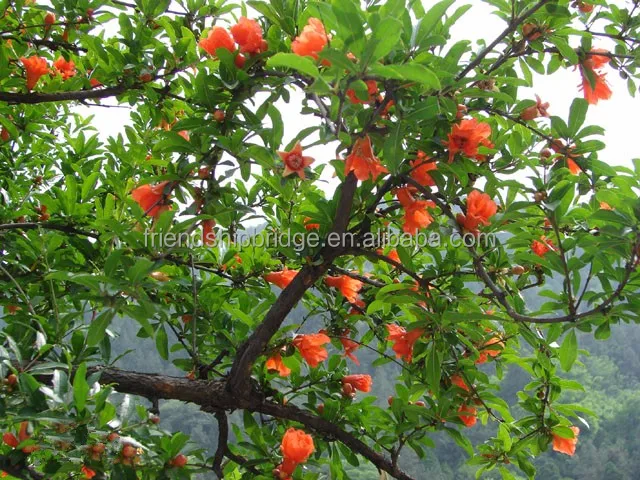Red Sweet Pomegranate tree Fruit