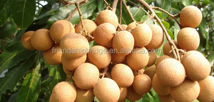 
Nursery plant Dimocarpus longan fruit seedling 