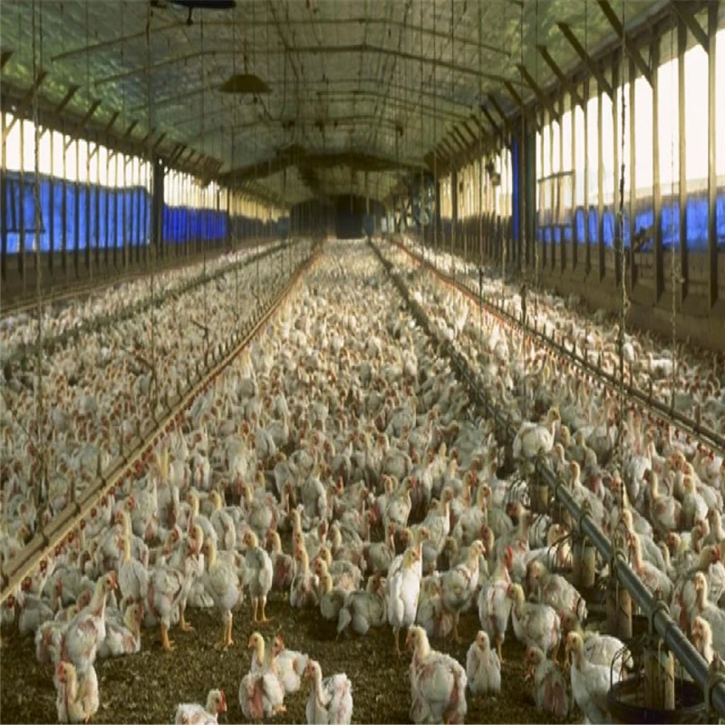 design modular automatical control modular cheap prefab poultry shed