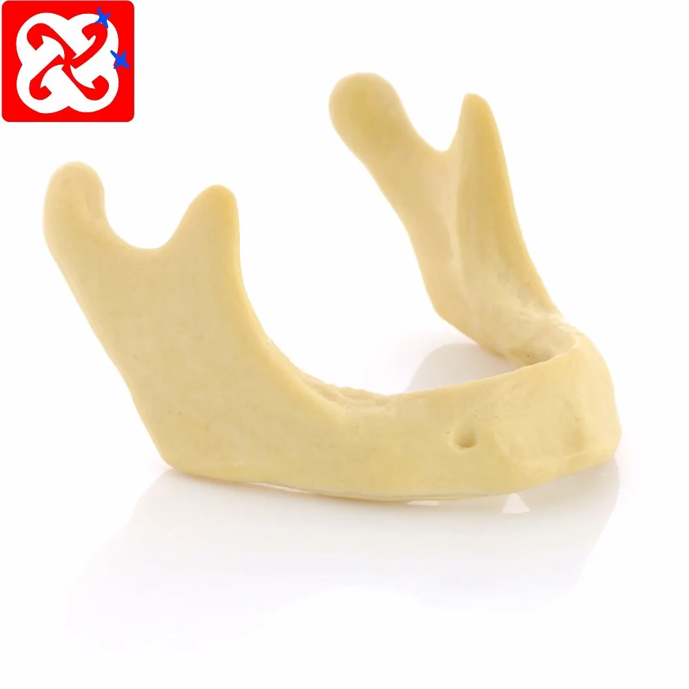 Drilling practice implant model jaw