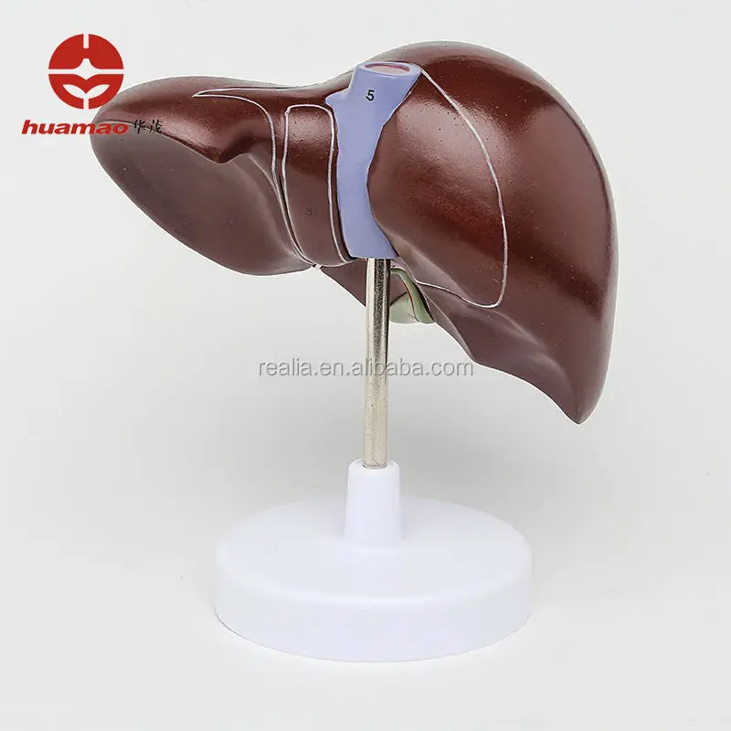 HM-BD-103 High quality Plastic Anatomical liver model