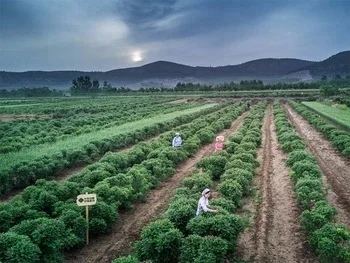 Rose Petal Tea/ Dried Rose Petals of Food Grade