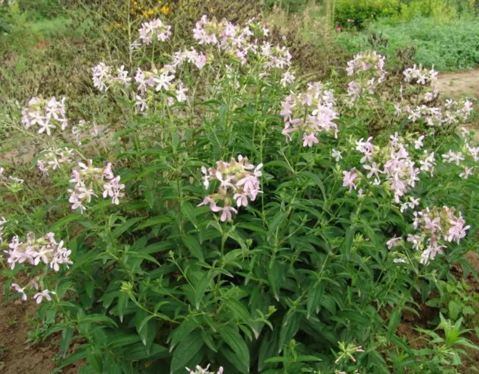 Fei zao cao high quality Pure  bouncingbet Saponaria officinalis seeds