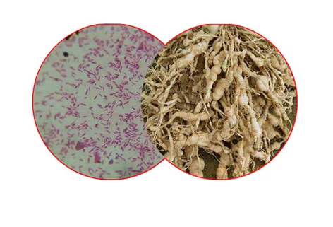 Новинка, оптовая продажа, Заводская поставка из Китая, Paecilomyces lilacinus