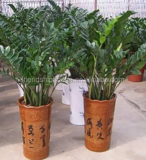 
Wholesale Indoor foliage plant Zamioculcas zamiifolia Bonsai 
