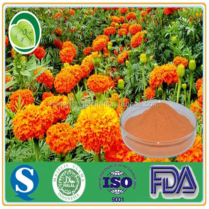 BEST SELLER High Quality Natual Marigold Flower Extract lutein 10-80% Powder