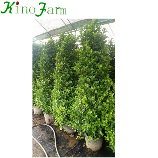 
zhangzhou kinofarm bonsai ficus bnjamina 
