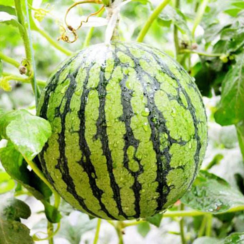 Mid-early maturing quality water melon seeds for sale