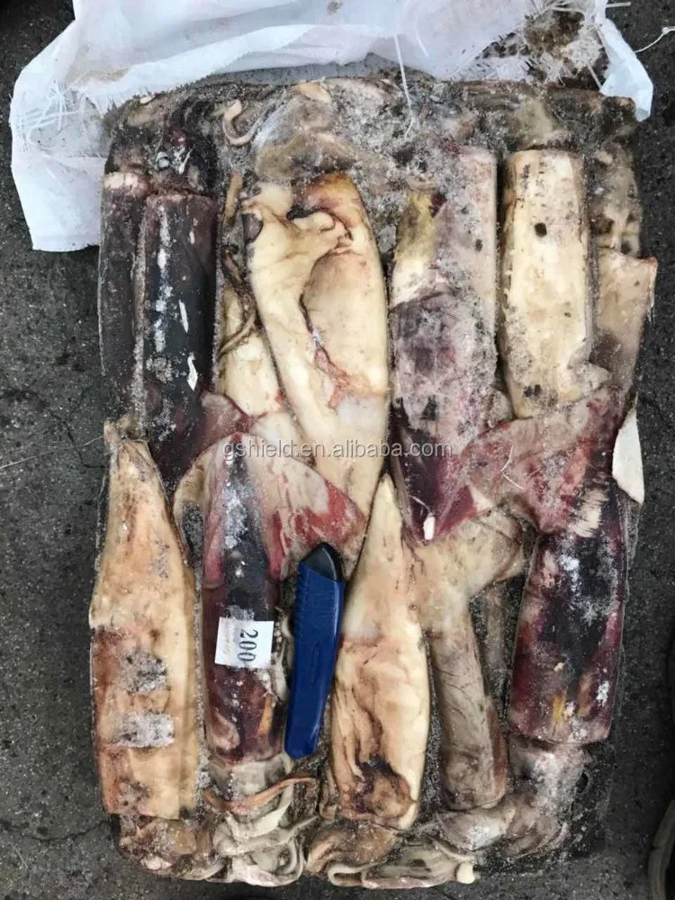 
Sea frozen Giant squid whole round for sales 