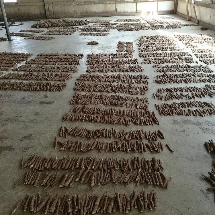 Новый, свежий, Суперстойкий, быстрорастущий Гибридный корень paulownia fortunei для роста