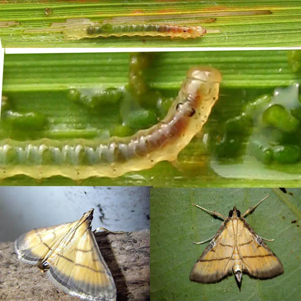 High efficient Cnaphalocrocis medinalis pheromone lure to attract rice leaf roller for rice plant protect