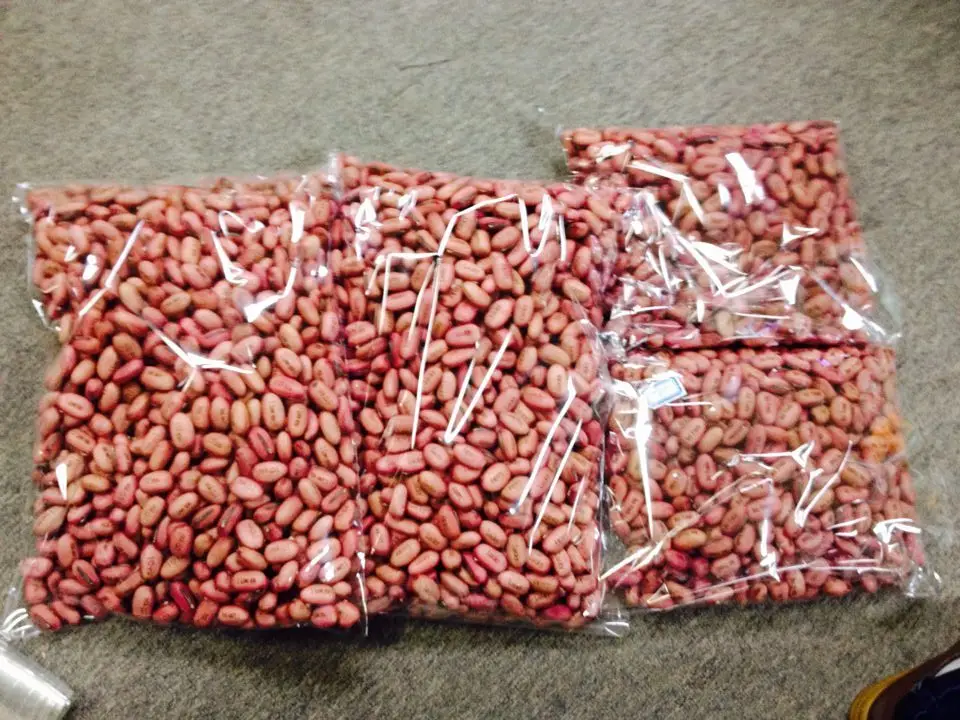 Customized Can Planted Magic Bean