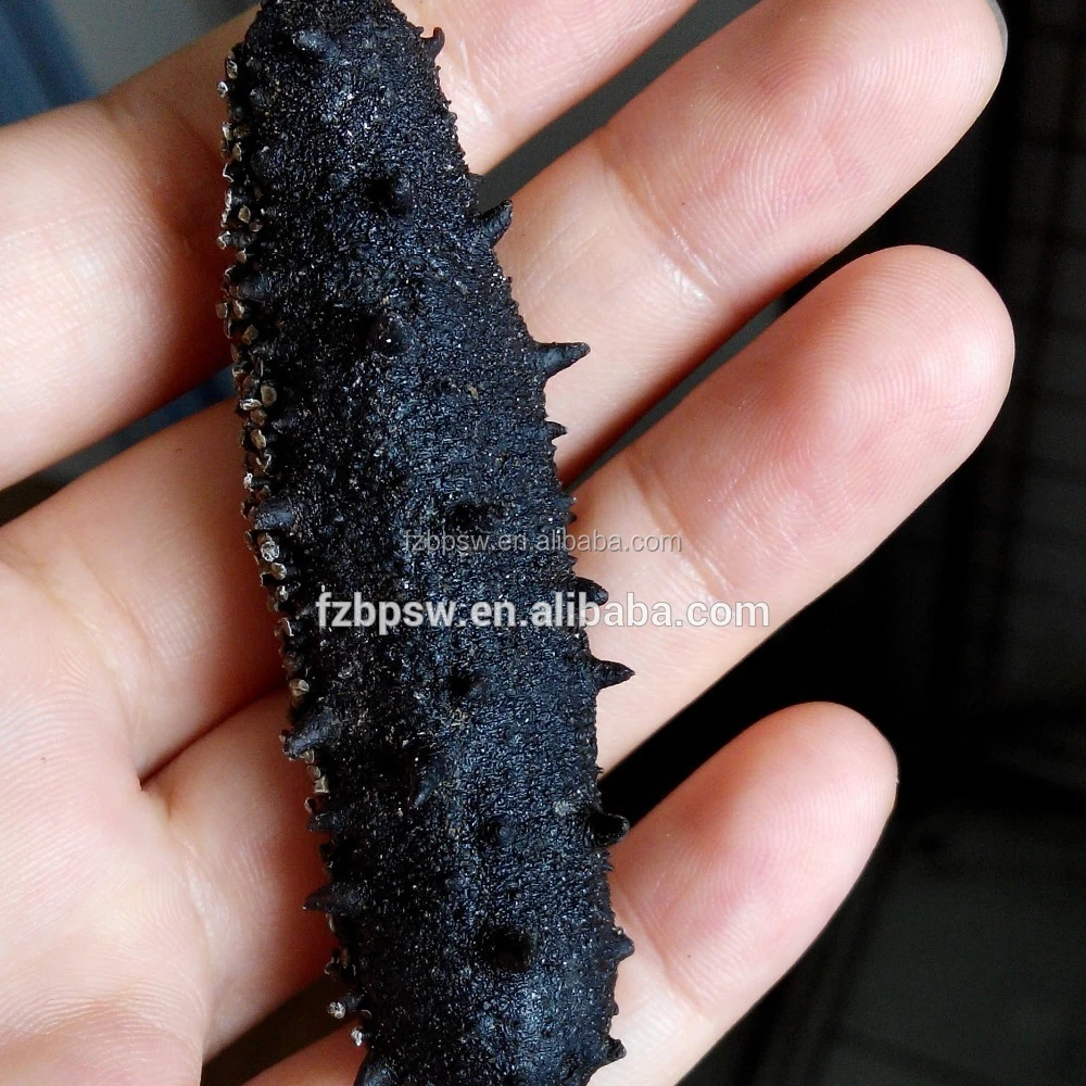 Морской огурец с шипами/соска на продажу