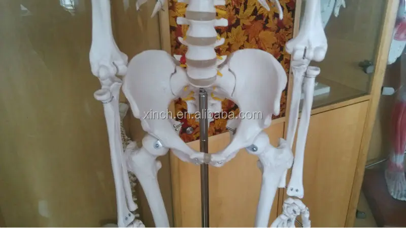Пластиковый человеческий скелет 170 см и 66 дюймов