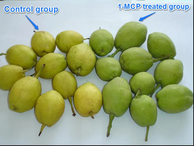 Professional Manufacturer 1MCP 1 MCP 1-Methylcyclopropene 1-MCP 3.5% WP CAS 3100-04-7