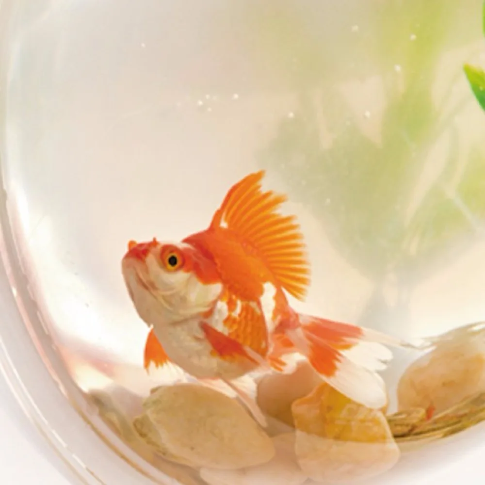 Creative Acrylic Hanging Wall Mount Fish Tank Bowl Vase Aquarium Plant Pot Bowl Bubble Aquarium Decor