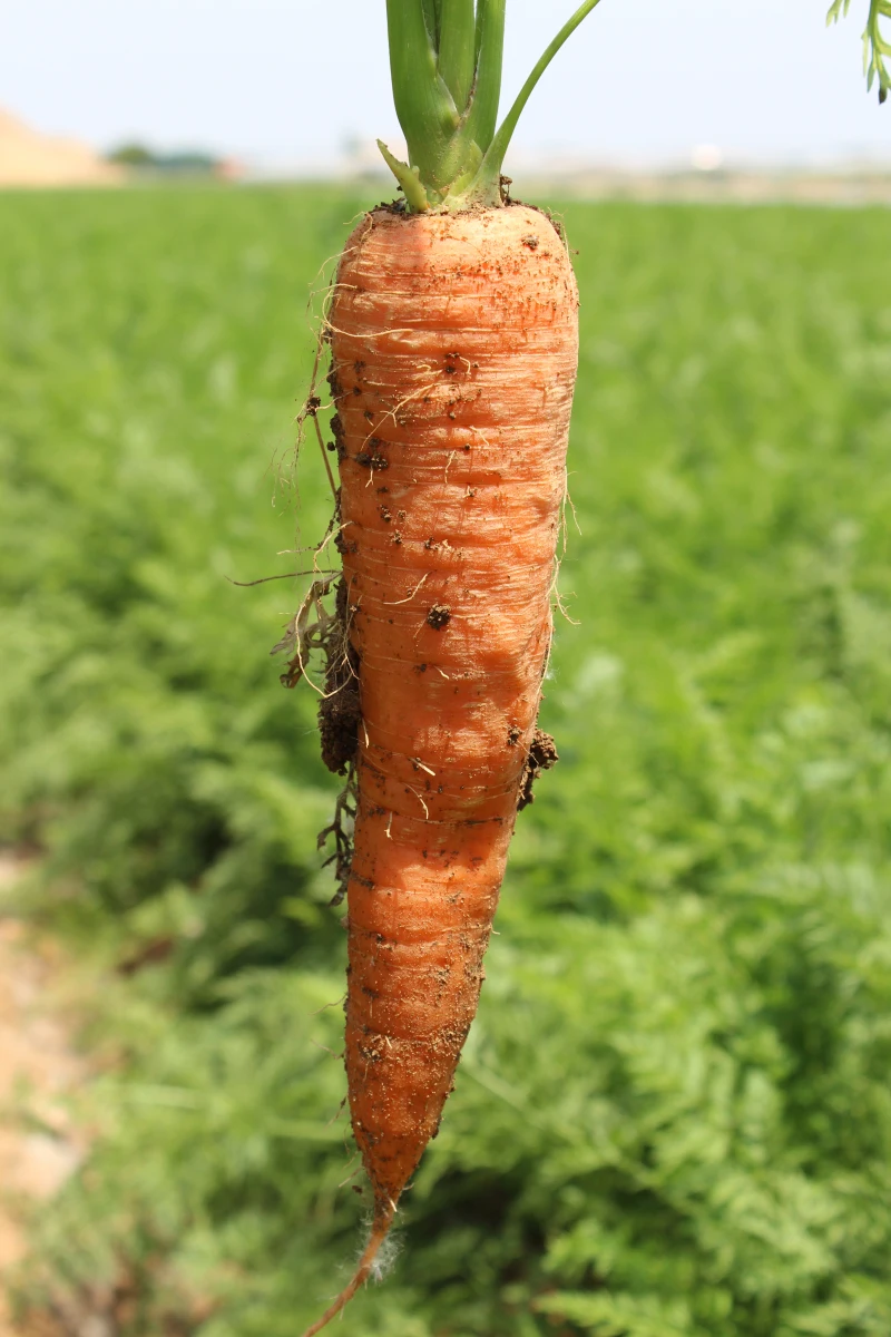 
Fresh Style and Umbelliferous Vegetable Product Type Fresh Carrot 