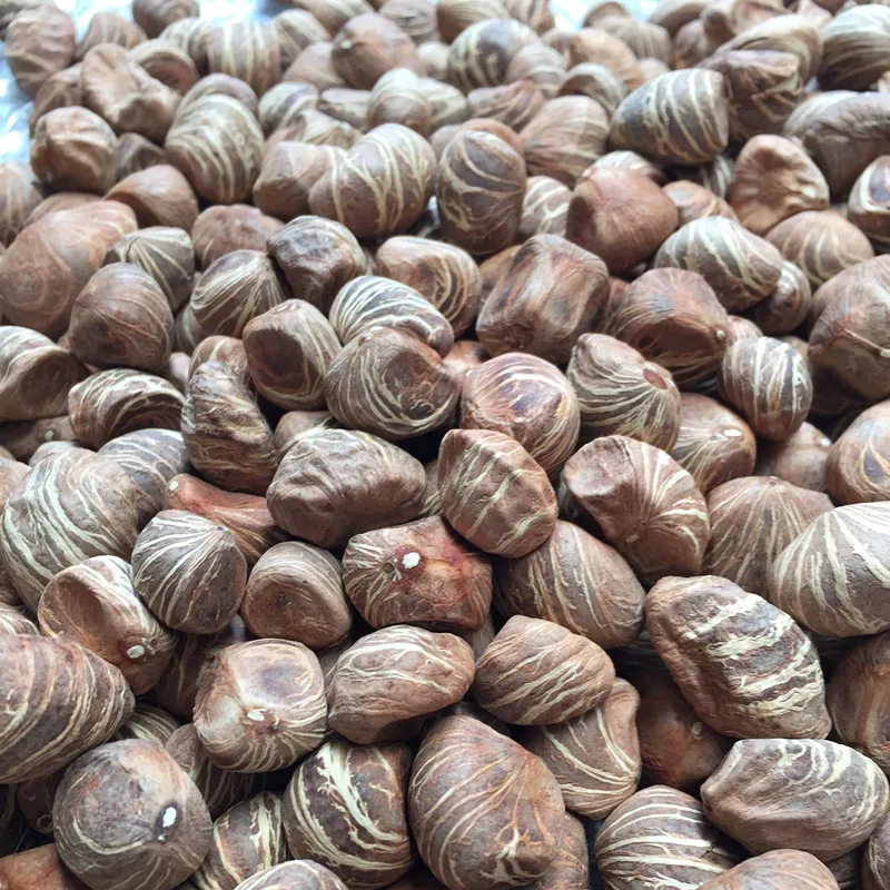 2021 Fresh Seeds Ornamental Plants Of Pachira Aquatica