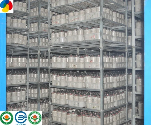 
2019 Pleurotus eryngii fungus king oyster mushroom spawn 