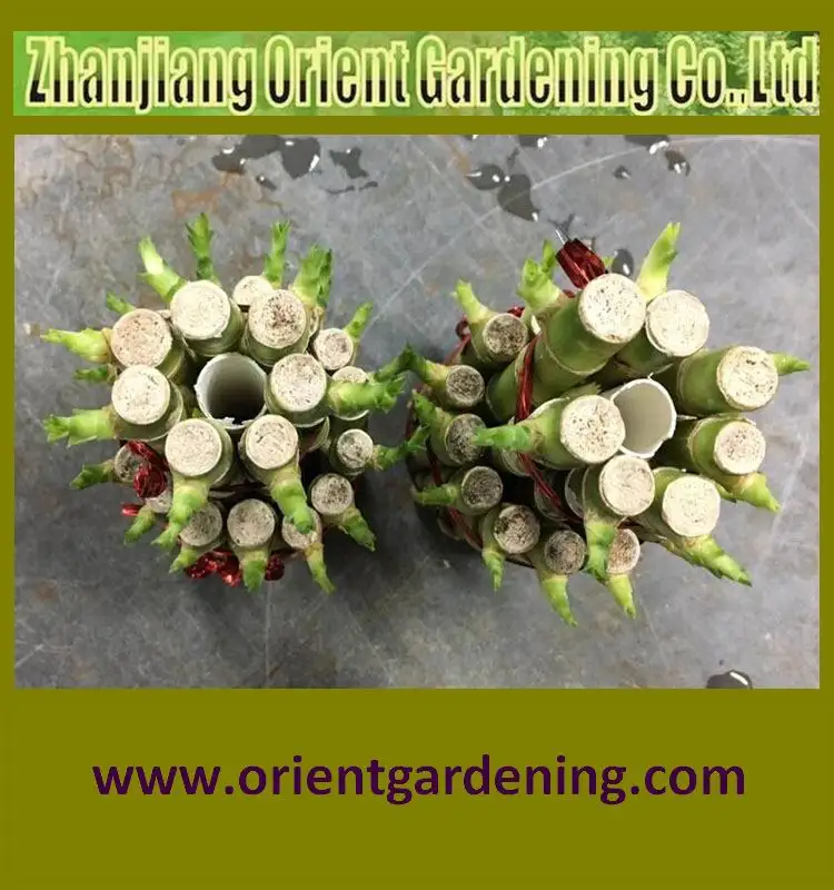 2-tier tower lucky bamboo bonsai dracaena sanderiana indoor decorative plants