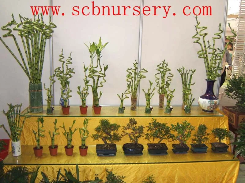 
Lucky bamboo Dracaena Sanderiana 