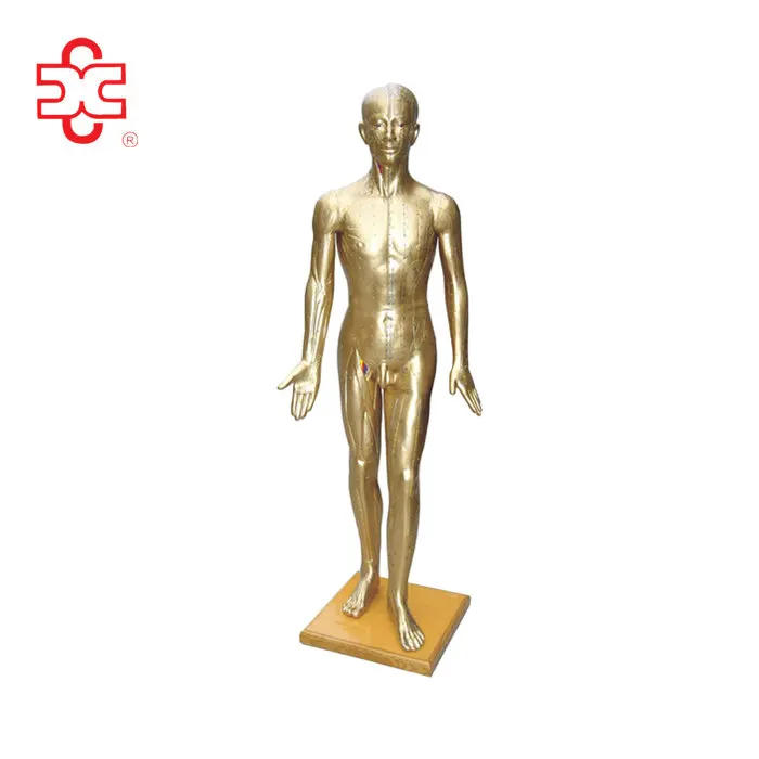 Акупунктурная модель медного цвета с 2 размерами (178 см, 84 см)