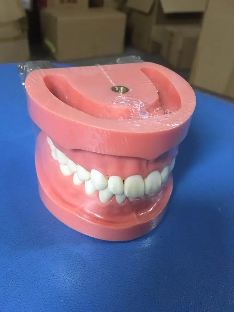 replacement teeth typodont model for student practice nissin teeth 32*1