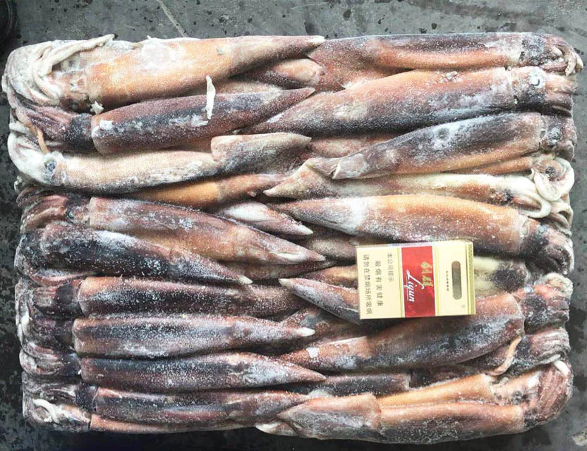 Illex Frozen Whole Round Squid