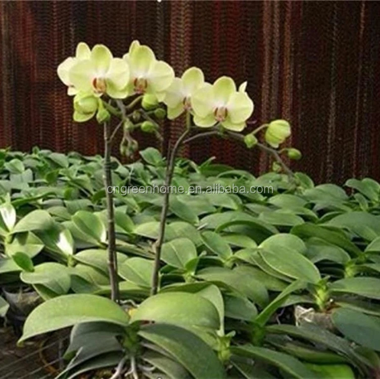 Саженцы орхидеи фаленопсис