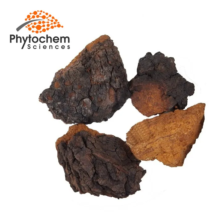 
Sell natural chaga mushroom triterpene extract organic chaga mushroom supplier raw chunke chaga mushroom 