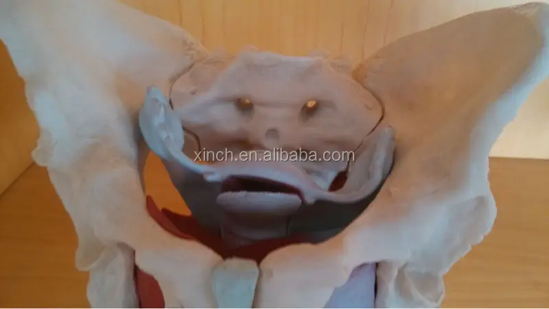 Female Pelvis Anatomy Model
