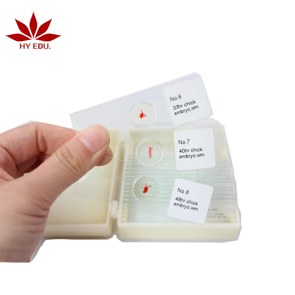 Fixed set hot-products 25kinds chick embryo microscope slides for biology embryology survey