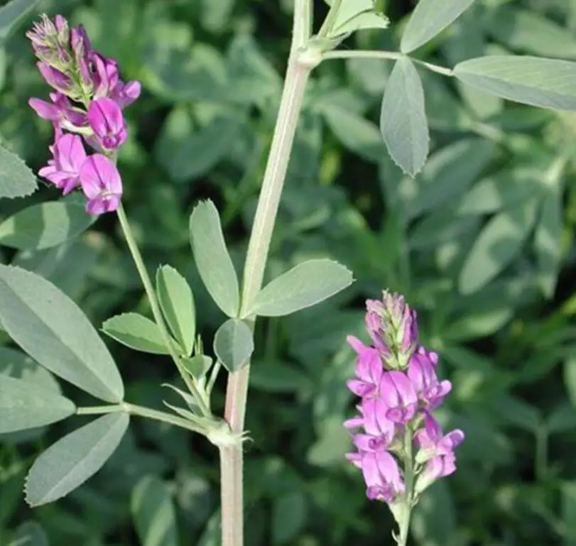Natural pure animal feeding grass red purple flowers Medicago sativa seeds