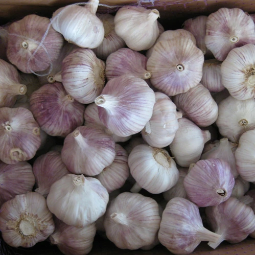 Chinese Supplier Sale Fresh organic Garlic peeled garlic