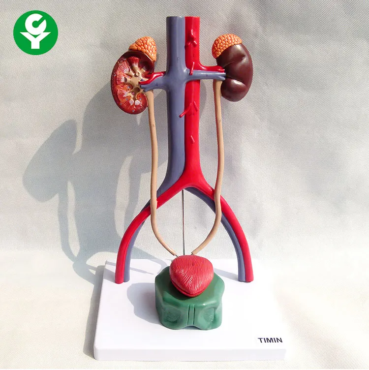 Urinary system model Urinary system anatomy model Urinary system anatomical model